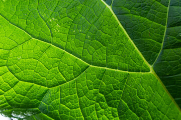 Abstract green leaves texture for background. Natural environment, ecological concept