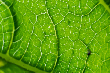 Abstract green leaves texture for background. Natural environment, ecological concept