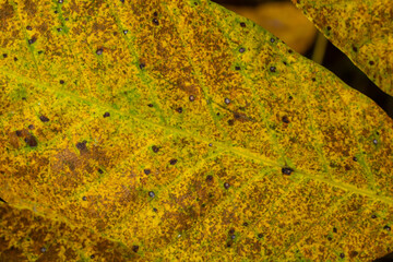 Macro photo of a yellow leaf, colorful autumn foliage. Golden yellow leaf texture close up. Macro photography