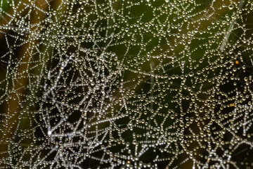 Web cobweb spiderweb net tissue spider's web. Web in the autumn forest. Water droplets on the spider's web
