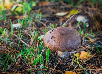 A beautiful hard birch mushroom grows in the forest