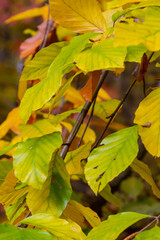 Close up tree foliage. Green and yellow leaves