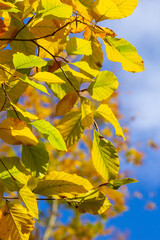 multicolored beech leaves on the branch in autumn against a blue sky in a sunny day