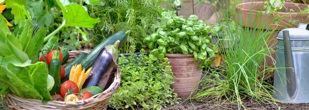  vegetables garden with fresh vegetables in basket and aromatic plants