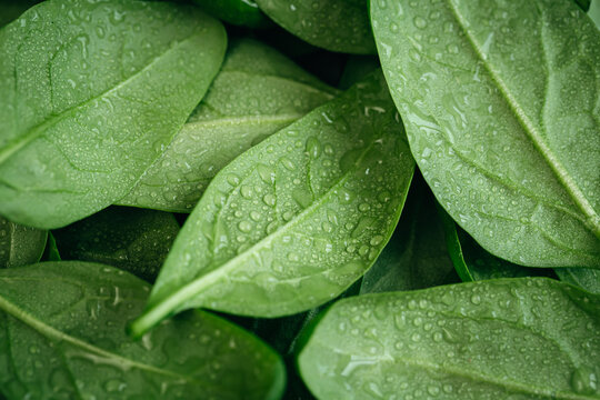 Wet fresh textured green baby spinach leaves, natural background.