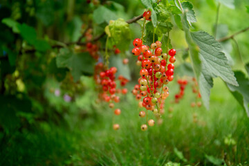 red berries on a bush