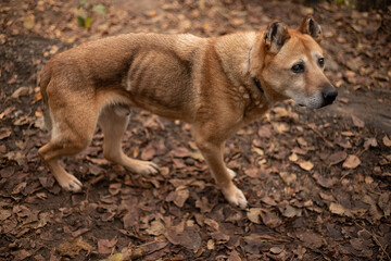 skinny shelter dog with protruding ribs