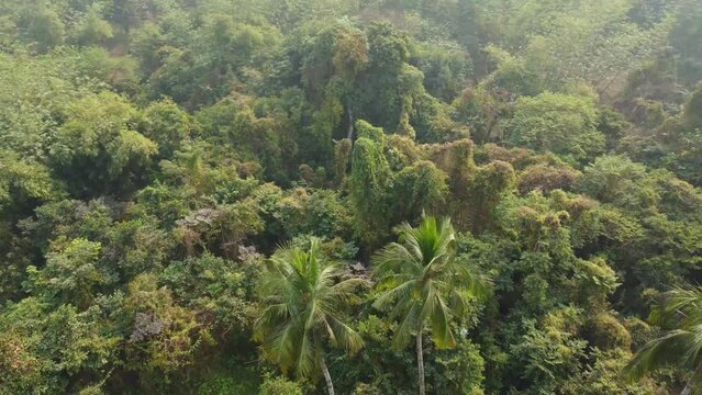 Area view shot of jungle or forest at winter season.
