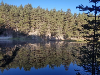  forest, reflection