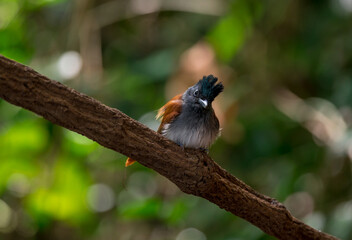 Hairy back The wings and tail are red-brown. The female bird is red with a short tail. Phetchaburi, Thailand.