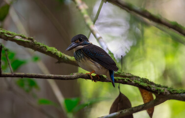 Blue-banded Kingfisher standing on stone flowing streams rivers in primary rainforest. Phetchaburi, Thailand.