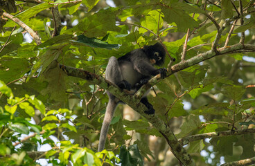 Dusky Langur, Spectacled Langur Southern langur The body color is gray, hands, feet black, face dark gray or gray black. The area around the eyes is white. similar to wearing glasses. Phetchaburi.