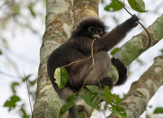Dusky Langur, Spectacled Langur Southern langur The body color is gray, hands, feet black, face dark gray or gray black. The area around the eyes is white. similar to wearing glasses. Phetchaburi.