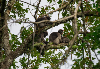 Dusky Langur, Spectacled Langur Southern langur The body color is gray, hands, feet black, face dark gray or gray black. The area around the eyes is white. similar to wearing glasses. Phetchaburi.