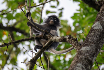 Dusky Langur, Spectacled Langur Southern langur The body color is gray, hands, feet black, face dark gray or gray black. The area around the eyes is white. similar to wearing glasses. Phetchaburi.