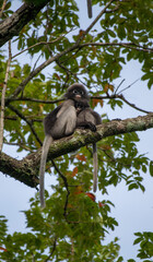 Dusky Langur, Spectacled Langur Southern langur The body color is gray, hands, feet black, face dark gray or gray black. The area around the eyes is white. similar to wearing glasses. Phetchaburi.