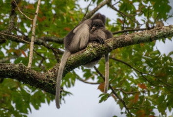 Dusky Langur, Spectacled Langur Southern langur The body color is gray, hands, feet black, face dark gray or gray black. The area around the eyes is white. similar to wearing glasses. Phetchaburi.