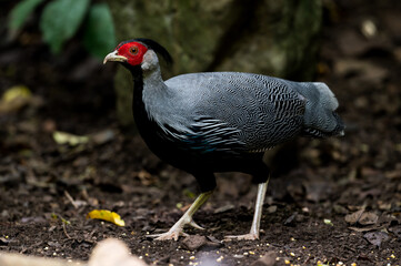 Siamese Fireback (Lophura diardi) The crest is similar to that of a paddle and is also blue. but from the nape to the back and wings are gray.