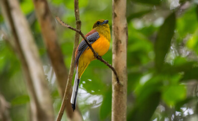 Orange-breasted Trogon lower chest and belly orange Head and thorax greenish brown, dorsal brown. Phetchaburi, Thailand.