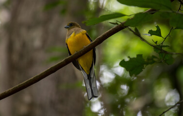 Orange-breasted Trogon lower chest and belly orange Head and thorax greenish brown, dorsal brown. Phetchaburi, Thailand.