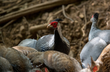 Siamese Fireback (Lophura diardi) The crest is similar to that of a paddle and is also blue. but from the nape to the back and wings are gray.
