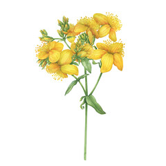 Closeup of bright yellow hypericum perforatum flower (common St. John's-wort, goatweed). Watercolor hand drawn painting illustration isolated on white background. - obrazy, fototapety, plakaty
