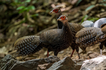 Siamese Fireback (Lophura diardi) The crest is similar to that of a paddle and is also blue. but from the nape to the back and wings are gray.