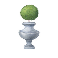 Topiary, evergreen trimmed geometric shrubs. Tree in grey pot for home patio decor. Hand drawn watercolor painting illustration isolated on white background.