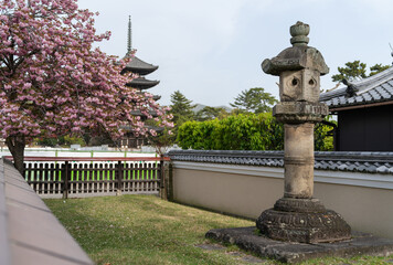 Nara, Japan â April 16, 2018: traditional Japanese garden with a toro stone lamp and pink blooming sakura flower tree near Kofuku-jiâs gojunoto pagoda at springtime