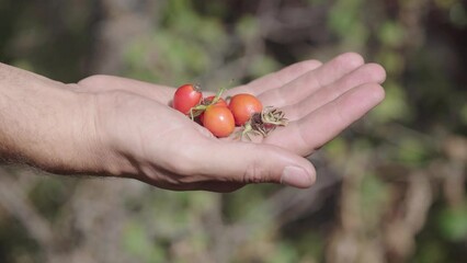  Fresh rose hip. Rose hip on the hand. Rosa Canina, commonly known as the dog rose. Wild rose hip fruits are particularly rich in vitamin C. 