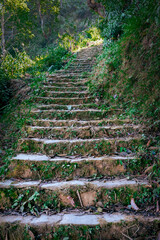 An old overgrown quarry stone staircase leads up the jungle.