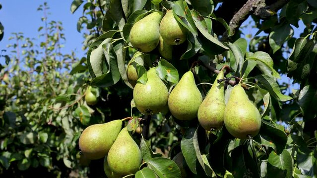 Conference pear tree in a garden on a Polish countryside - 4k video