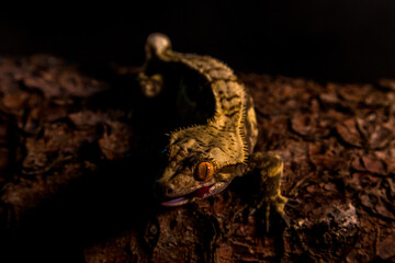 Correlophus ciliatus ciliated pagekon with black background