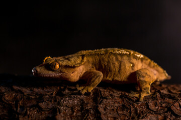 Correlophus ciliatus ciliated pagekon with black background