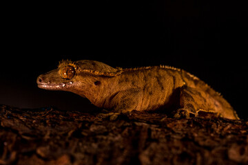 Correlophus ciliatus ciliated pagekon with black background