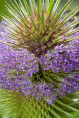 Flowers of wild teasel in autumn, also called Dipsacus fullonum or wilde karde, selected focus,...