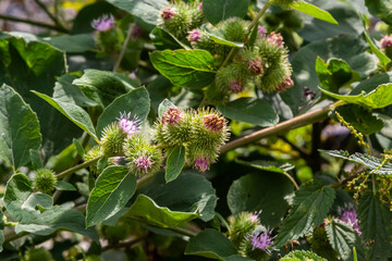 Closeup of a budding Greater Burdock or Arctium Lappa plant in its blurred own natural habitat. It is summertime now