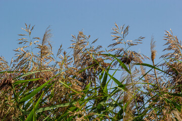 Phragmites australis is a herbaceous perennial bluish-green plant of the grass family, with a long creeping rhizome