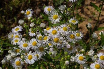 Erigeron Annuus Flowers, also known as fleabane, daisy fleabane, or eastern daisy fleabane, growing in the meadow under the warm summer sun, Ukraine