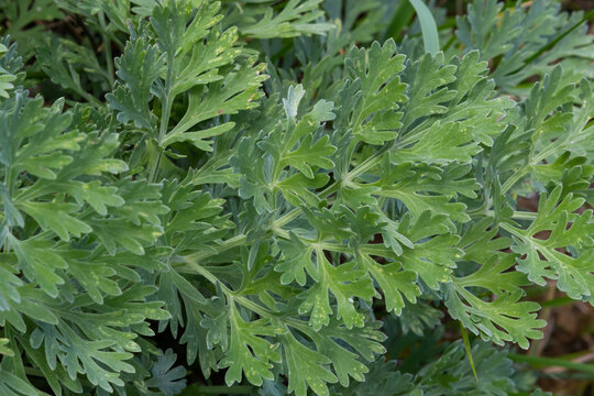 Artemisia absinthium is a perennial plant of the aster family. Medicinal, food, phytoncide, essential oil, dye, tannin-bearing and insecticidal culture. One of the most bitter plants in the world