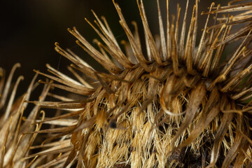 Arctium lappa, Lesser burdock dry seed heads. Arctium minus, autumn in the meadow with dried flowers burdock, commonly called greater burdock, edible burdock, lappa, beggar's buttons