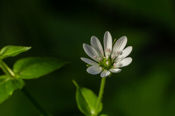 common chickweed, Stellaria media, white bloom with green blurred background