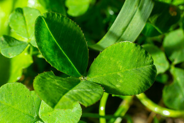 Lucky Irish Four Leaf Clover in the Field for St. Patricks Day holiday symbol. with three-leaved shamrocks
