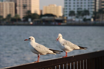 seagull