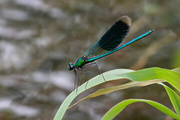 Turquoise damselfly , banded demoiselle sitting motionless on grass. Side view, closeup. Genus Calopteryx splendens.