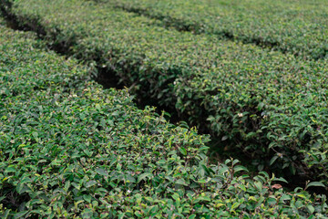 Fototapeta na wymiar Green tea field landscape at Doi Mae Salong, Chiangrai Thailand. Green tea leaf extract Ready to harvest