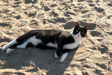 Black and white cat lying on beach sand