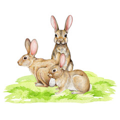 Cute bunnies on the green grass. Watercolor hand drawn illustration. Little fluffy farm animals. Small rabbits siting on the meadow grass. Sweet bunny group.