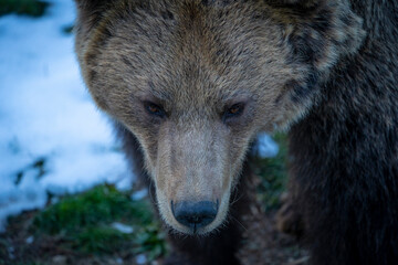 Eurasian Brown Bear, Ursus arctos arctos, os bru, Ours brun