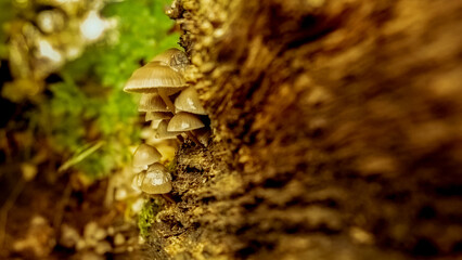 close up of fungi